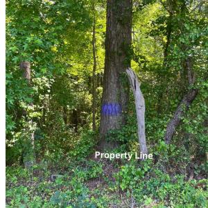 Photo #2 of 15001 WINTERVILLE RD, BLOXOM, VA 9.0 acres