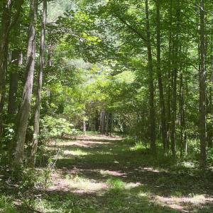 Photo #3 of 15001 WINTERVILLE RD, BLOXOM, VA 9.0 acres