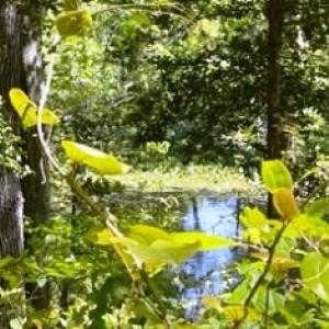 Photo #7 of 26 & 27 PARKER PATH, NEW CHURCH, VA 4.2 acres
