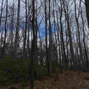 Photo #8 of 503 GARDEN LN, PALMYRA, VA 49.8 acres