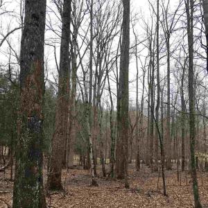 Photo #1 of 503 GARDEN LN, PALMYRA, VA 49.8 acres