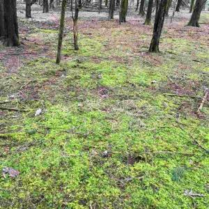 Photo #3 of 503 GARDEN LN, PALMYRA, VA 49.8 acres