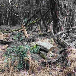 Photo #10 of 503 GARDEN LN, PALMYRA, VA 49.8 acres