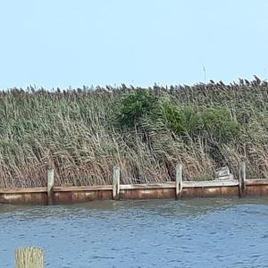 Photo #2 of L787 SEAVIEW ST, GREENBACKVILLE, VA 60.0 acres