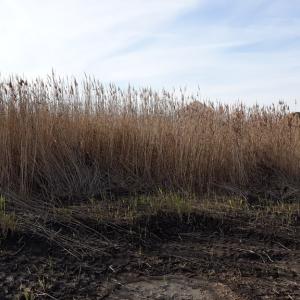 Photo #5 of L787 SEAVIEW ST, GREENBACKVILLE, VA 60.0 acres