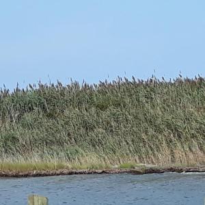 Photo #4 of L787 SEAVIEW ST, GREENBACKVILLE, VA 60.0 acres