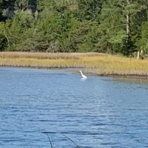 Wildlife