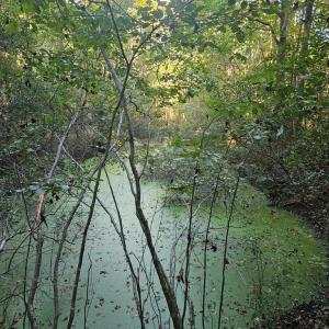 Photo #10 of B1C&B1E SAVAGEVILLE RD, ONANCOCK, VA 26.2 acres