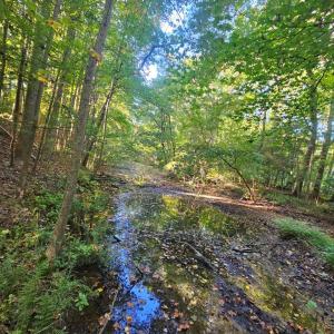Photo #11 of B1C&B1E SAVAGEVILLE RD, ONANCOCK, VA 26.2 acres