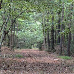 Photo #2 of B1C&B1E SAVAGEVILLE RD, ONANCOCK, VA 26.2 acres