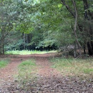Photo #3 of B1C&B1E SAVAGEVILLE RD, ONANCOCK, VA 26.2 acres