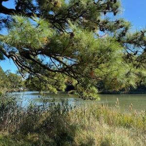 Photo #23 of Lot A-4 WHITE TAIL LANE, MACHIPONGO, VA 3.8 acres
