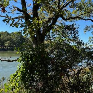 Photo #26 of Lot A-4 WHITE TAIL LANE, MACHIPONGO, VA 3.8 acres