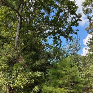 Photo #6 of Lot A-4 WHITE TAIL LANE, MACHIPONGO, VA 3.8 acres
