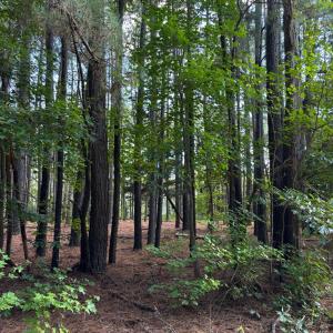 Photo #7 of Lot A-4 WHITE TAIL LANE, MACHIPONGO, VA 3.8 acres