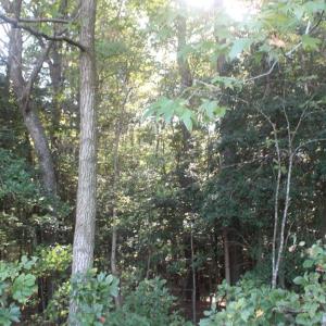Photo #11 of lot 130 MATTHEWS RD, PARKSLEY, VA 58.0 acres