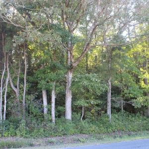 Photo #12 of lot 130 MATTHEWS RD, PARKSLEY, VA 58.0 acres