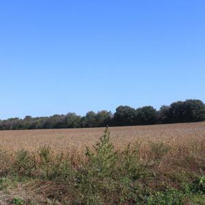 Photo #15 of lot 130 MATTHEWS RD, PARKSLEY, VA 58.0 acres