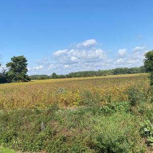 Photo #4 of lot 130 MATTHEWS RD, PARKSLEY, VA 58.0 acres
