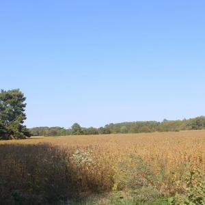 Photo #6 of lot 130 MATTHEWS RD, PARKSLEY, VA 58.0 acres