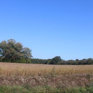 Photo #7 of lot 130 MATTHEWS RD, PARKSLEY, VA 58.0 acres