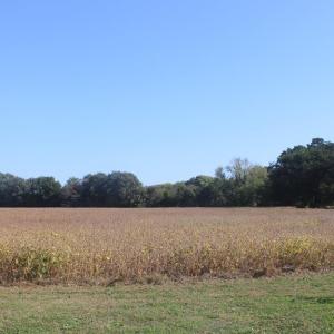 Photo #14 of lot 130 MATTHEWS RD, PARKSLEY, VA 58.0 acres