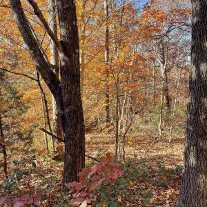 Photo #3 of 19 CHICKASAW PL, PALMYRA, VA 0.8 acres