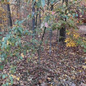 Photo #5 of 19 CHICKASAW PL, PALMYRA, VA 0.8 acres