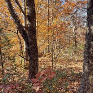 Photo #1 of 19 CHICKASAW PL, PALMYRA, VA 0.8 acres