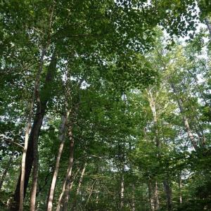 Photo #21 of 0-A WARE CREEK RD, WILLIAMSBURG, VA 2,712.0 acres