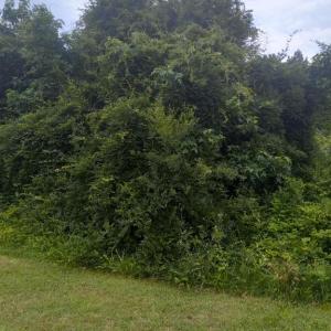 Photo #1 of LEWIS ESTATES LANE - LOT 3, SPOTSYLVANIA, VA 5.4 acres