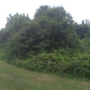 Photo #2 of LEWIS ESTATES LANE - LOT 3, SPOTSYLVANIA, VA 5.4 acres