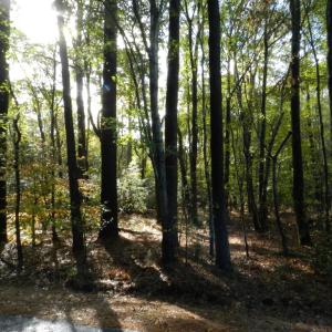 Photo #3 of Lot E2 BATTLE POINT RD, JAMESVILLE, VA 3.1 acres