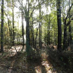 Photo #5 of Lot E2 BATTLE POINT RD, JAMESVILLE, VA 3.1 acres