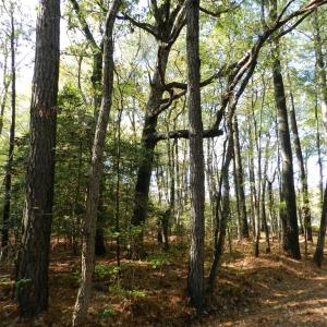 Photo #7 of Lot E2 BATTLE POINT RD, JAMESVILLE, VA 3.1 acres