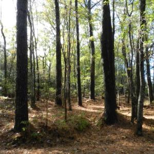 Photo #8 of Lot E2 BATTLE POINT RD, JAMESVILLE, VA 3.1 acres