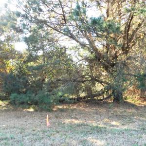 Photo #11 of Lot 3&X BARLOW CREEK LN., EASTVILLE, VA 5.0 acres