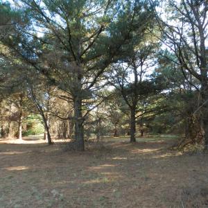 Photo #14 of Lot 3&X BARLOW CREEK LN., EASTVILLE, VA 5.0 acres