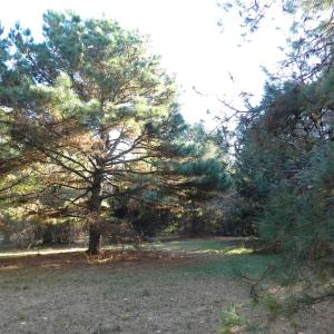 Photo #15 of Lot 3&X BARLOW CREEK LN., EASTVILLE, VA 5.0 acres