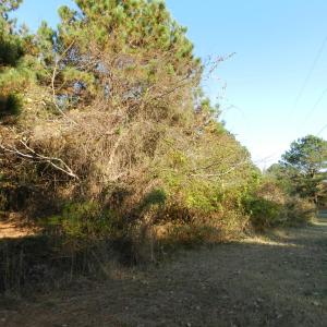 Photo #19 of Lot 3&X BARLOW CREEK LN., EASTVILLE, VA 5.0 acres
