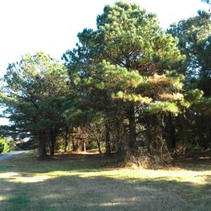 Photo #5 of Lot 3&X BARLOW CREEK LN., EASTVILLE, VA 5.0 acres