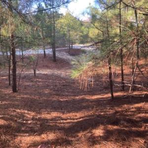 Photo #3 of CHERRY HILL RD, ACCOMAC, VA 7.0 acres