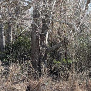 Photo #2 of 1 SCOTT LN, CHINCOTEAGUE, VA 155.2 acres