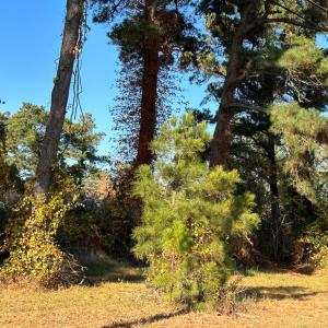 Photo #2 of 244A1-3 RIDGE RD, CHINCOTEAGUE, VA 1.9 acres