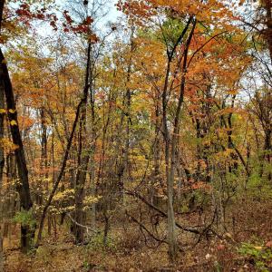 Photo #39 of 3 CROWN RIDGE BERRY FARM RD, STAUNTON, VA 17.8 acres