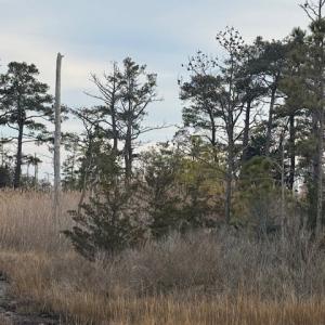 Photo #4 of 11 WILDCAT LN, CHINCOTEAGUE, VA 3.7 acres