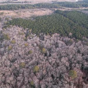 Photo #14 of Parcel Y WEBB ISLAND DR, MACHIPONGO, VA 187.4 acres