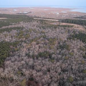 Photo #16 of Parcel Y WEBB ISLAND DR, MACHIPONGO, VA 187.4 acres