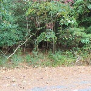 Photo #3 of Lot 9 EAGLET LANE, ATLANTIC, VA 35.0 acres