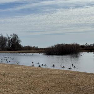 Photo #7 of Lot 112 COVENTON LANE, HORNTOWN, VA 3.2 acres